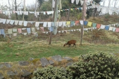 Deer grazing in an open land